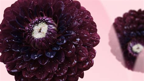 black dahlias meaning|More.